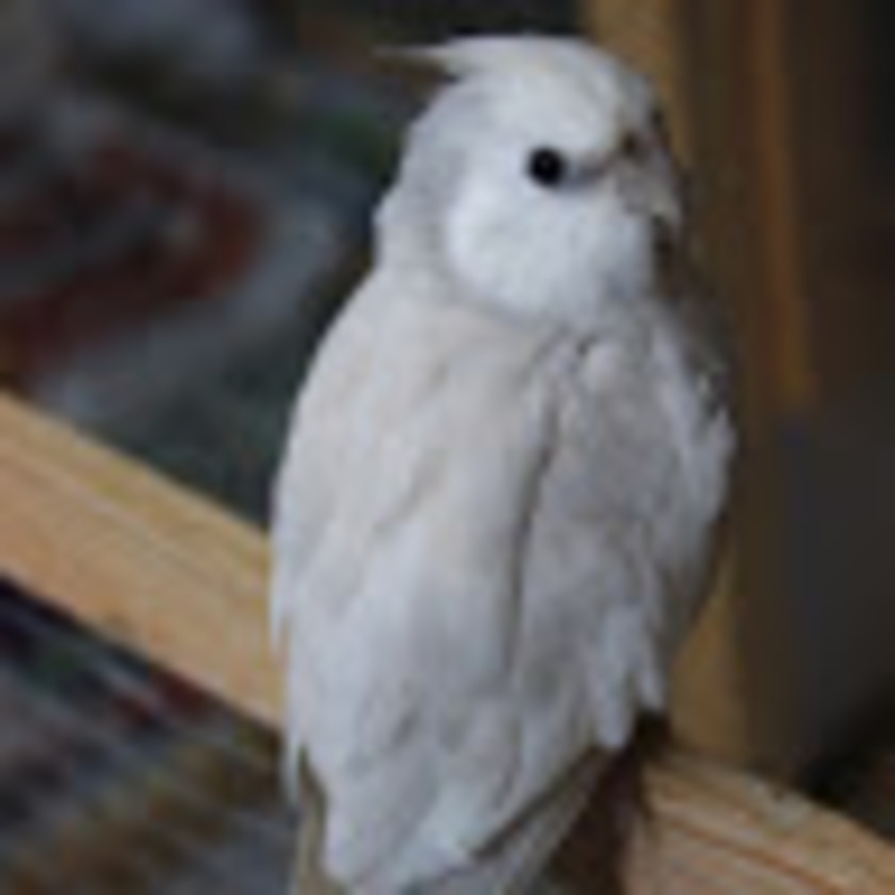 Meet your Posher, Olivia